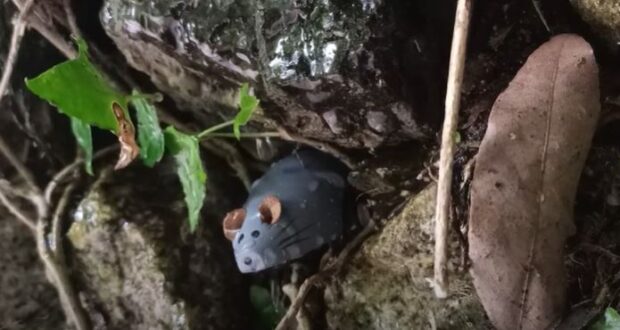 Tick Tock Time: Rainy Days